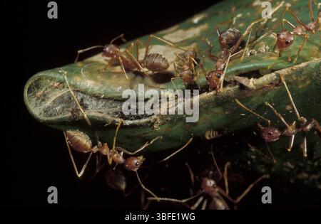 Fourmis tisserandes (Oecophylla sp.) Banque D'Images