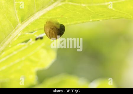 Escargot chartreux et queue de printemps dans un monde vert (monacha cartusiana) Banque D'Images