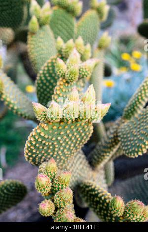 Opuntia microdasys oreilles de lapin cactus avec bourgeons émergents de près Banque D'Images