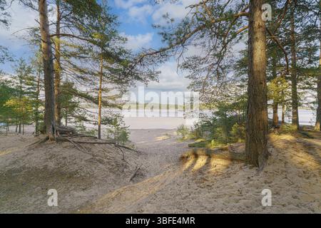Pins sur la rive sablonneuse du lac Banque D'Images
