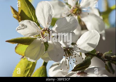 Fleur de prune Mirabelle (Prunus domestica syriaca) Banque D'Images