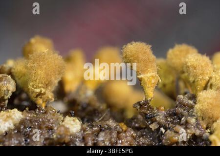Plumeau jaune pseudo-capillaire (Hemitrichia clavata) Banque D'Images
