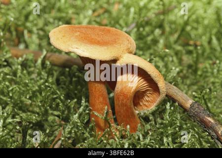 Fausse Chanterelle (Hygrophoropsis aurantiaca) Banque D'Images