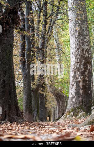 Source de la rivière Bosna, Sarajevo-Ilidza. Un sentier tranquille serpente à travers une forêt entourée d'arbres imposants au feuillage d'automne vibrant. Banque D'Images