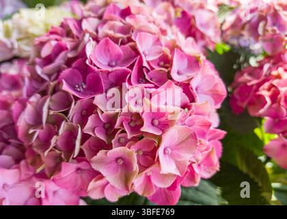 De délicates grappes d'hortensias roses fleurissent dans un jardin luxuriant, mettant en valeur leurs charmants pétales sur un feuillage vert vif. La lumière du soleil améliore t Banque D'Images