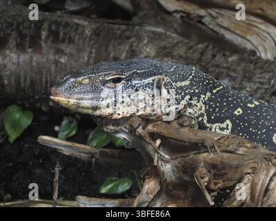 Lézard moniteur orné de bijoux (Varanus ornatus) Banque D'Images
