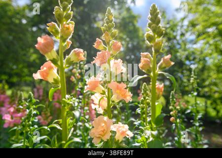 Beaux snapdragons doubles couleur pêche. Aimante en gros plan. Blush snapdragon fleurs gros plan. Banque D'Images
