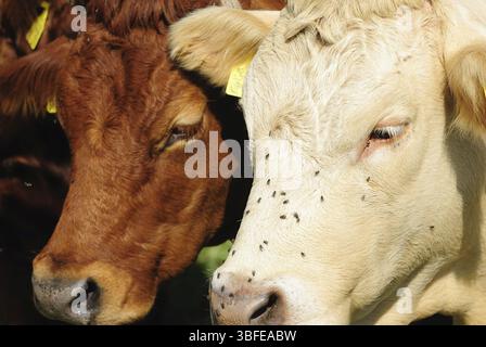 Bovins Dexter (bos primigenius taurus) Banque D'Images