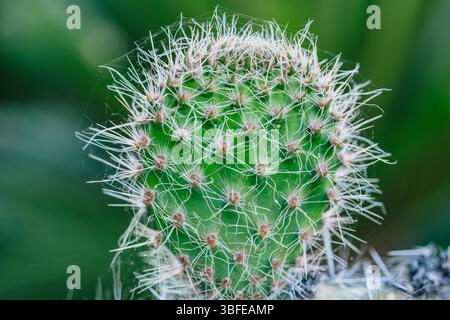 Gros plan d'un cactus avec des épines pointues et une surface verte texturée Banque D'Images