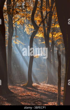 Belle brume matinale et rayons de soleil dans la forêt de hêtres sombre Banque D'Images