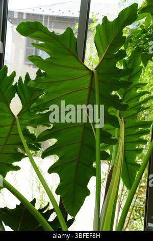 Gros plan du dos des feuilles de Thaumatophyllum, également connu sous le nom de philodendron d'arbre Banque D'Images