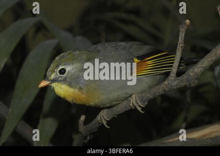 Sunbird, Nightingale chinois (Leiothrix lutea) Banque D'Images