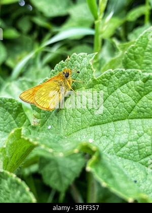 Grand Skipper Moth sur hogweed Banque D'Images