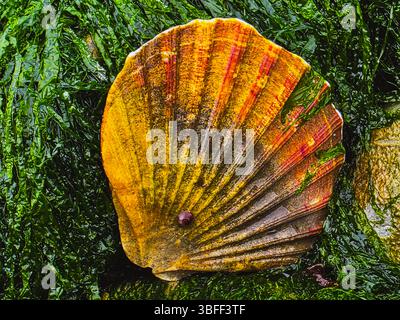Coquillage doré sur fond d'algues humides Banque D'Images