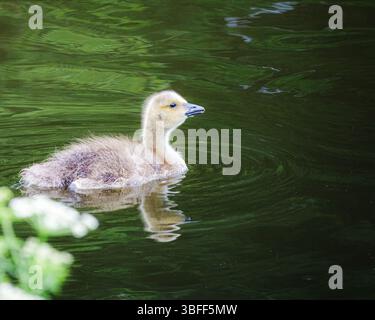 Il participe à Sheepwash, Northumberland, sur la rivière Wansbeck le 2025 mai Banque D'Images