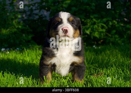 Chiot de montagne bernois mignon avec col noir, debout sur l'herbe verte luxuriante, regardant dans la caméra, plein de charme et de douceur par une journée ensoleillée. Banque D'Images