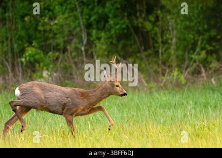 Roe Deer Buck marchant à travers une prairie verte en face d'une forêt un jour de printemps ensoleillé, Nowiny, dans l'est de la Pologne Banque D'Images