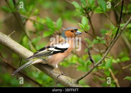 Un oiseau Chaffinch est assis sur une branche, jour de printemps, Zarzecze, Pologne Banque D'Images