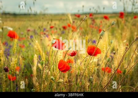 Les coquelicots rouges et autres fleurs poussent dans un champ de céréales, jour d'été, dans l'est de la Pologne Banque D'Images