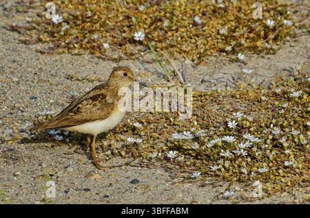 Calidris temminckii ou Temminck s Stint. Le petit piper de sable est à peu près de la taille d'un moineau. Biotopes habités - banques de réservoirs et de ravins Banque D'Images