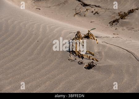 Marques d'ondulation formées par les processus éoliens sur une plage de sable dans la région méditerranéenne Banque D'Images