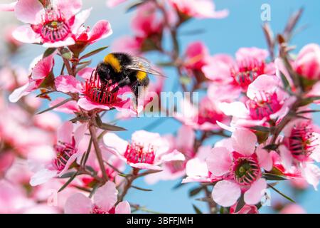 Bourdon se nourrissant sur une fleur de Manuka rose sur un fond bleu clair Banque D'Images