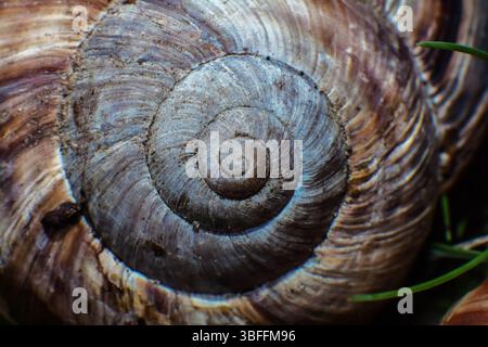 Spirale de Fibonacci. Coquille d'escargot en gros plan sous la forme d'une spirale de fibonacci. Coquille de Nautilus. Banque D'Images