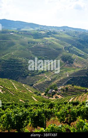 Une vue imprenable sur les vignobles luxuriants et verdoyants en terrasses qui couvrent les collines ondulantes de la vallée du Douro sous un ciel clair Banque D'Images