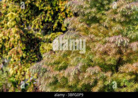 Arbre à feuilles persistantes ornemental, Angleterre, Royaume-Uni Banque D'Images