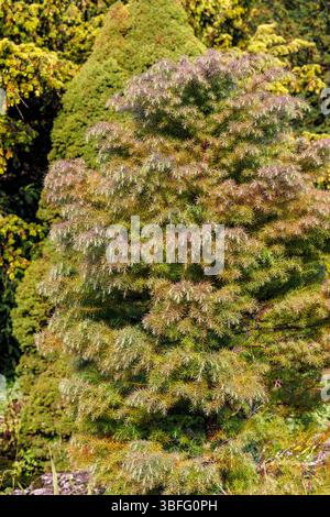 Arbre à feuilles persistantes ornemental, Angleterre, Royaume-Uni Banque D'Images