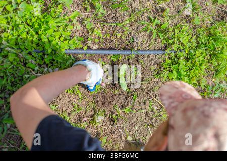 Une femme en gants désherbe les courgettes, les citrouilles et les plants de melon poussant dans des lits avec irrigation goutte à goutte. Désherbage, désherbage des semis. Banque D'Images