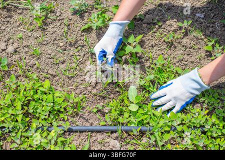 Une femme en gants désherbe les courgettes, les citrouilles et les plants de melon poussant dans des lits avec irrigation goutte à goutte. Désherbage, désherbage des semis. Banque D'Images