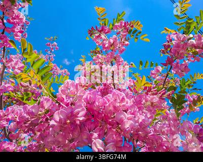 Azalée rose fleurissant dans la main de la femme. Belles fleurs de printemps, pétales délicats en pleine floraison. Culture et entretien des plantes. Fleurs printanières. Rho Banque D'Images