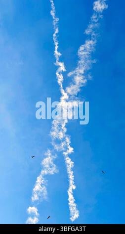 Deux Swifts, Apus apu, glissent à travers un ciel bleu clair, encadrés par des traînées de vapeur qui se croisent et tracent les trajectoires invisibles des avions qui passent Banque D'Images