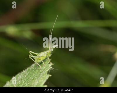 Macro d'une grande nymphe verte de grillon de brousse (Tettigonia viridissima) perchée sur une feuille à l'étang de Meudon, France. Banque D'Images