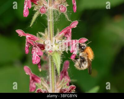 Abeille cardée commune (Bombus pascuorum) buvant sur fleur rose, macro gros plan de pollinisateur Apidae, Meudon, France. Banque D'Images