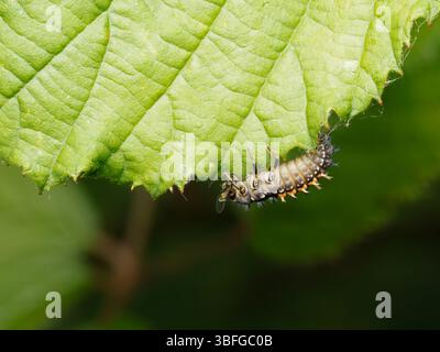 Larve de coccinelle arlequin (Harmonia axyridis) suspendue sous une feuille verte, macro-photographie en gros plan, Meudon, France. Banque D'Images