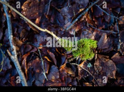 Mousse sur bâton dans la forêt Banque D'Images