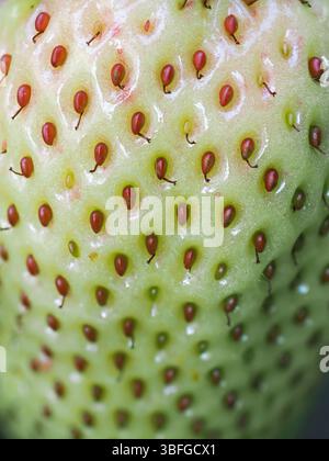 Gros plan de fraise verte non mûre (Fragaria × ananassa) montrant des graines. Plan macro détaillé de la surface de la texture des fruits frais. Agriculture biologique, Healt Banque D'Images