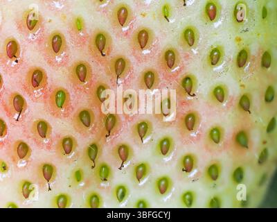 Gros plan de fraise verte non mûre (Fragaria × ananassa) montrant des graines. Plan macro détaillé de la surface de la texture des fruits frais. Agriculture biologique, Healt Banque D'Images