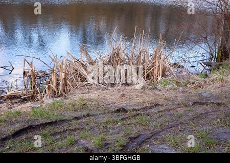 Une rive de lac très boueuse avec de profondes traces de pneus enfoncées dans le sol mou, laissé par un véhicule disparu depuis longtemps. Les roseaux secs se tiennent au bord de l’eau, et frais Banque D'Images