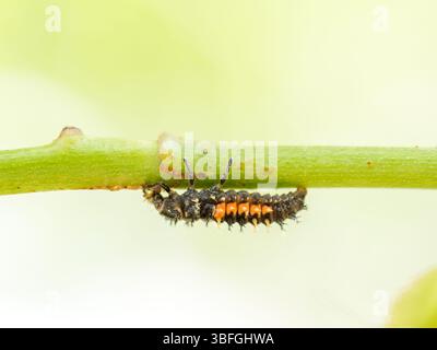 Macro d'une larve de coccinelle à sept taches (Coccinella septempunctata) sur une barre métallique à Lyon, France. Banque D'Images