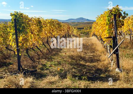 Vignoble, automne dans le vignoble, plants de vigne de couleur jaune, Pavlov hils, Moravie du Sud, République tchèque Banque D'Images