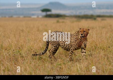 Guépard - Acinonyx jubatus farci grand chat dans la savane, originaire d'Afrique et du centre de l'Iran, animal terrestre le plus rapide, mâle après la chasse réussie le Banque D'Images