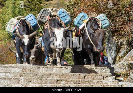 Caravane de yaks ou dzo sur les marches sur le chemin du camp de base de l'Everest avec des bidons, des marchandises et des bagages, Népal Himalaya montagnes Banque D'Images