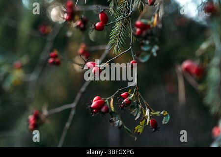 Les baies rouges pendent de branches délicates au milieu des aiguilles de pin dans un flou forestier doux. Cueillette fin automne, cycles botaniques, écologie forestière, saisonnière Banque D'Images