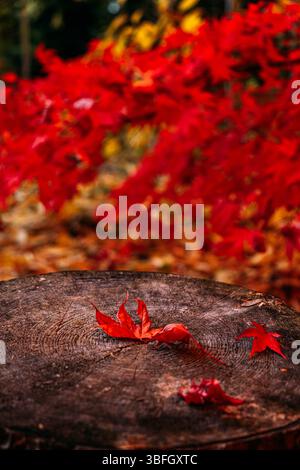 Les feuilles d'érable rouge reposent sur une souche d'arbre utilisée comme sièges rustiques dans un parc d'automne animé. Conception saisonnière du parc, verdure de la ville, accessibilité automnale Banque D'Images