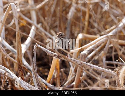 Un moineau commun mangeant et nichant dans l'herbe Banque D'Images