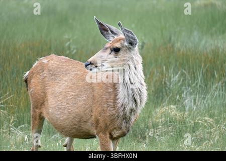 Mule Deer enceinte Banque D'Images