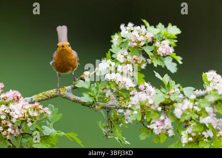 robin Erithacus rubecula, adulte perché sur l'aubépine Crataegus monogyna, branche en fleur, Suffolk, Angleterre, mai Banque D'Images
